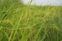 مشخصات گیاه برنج