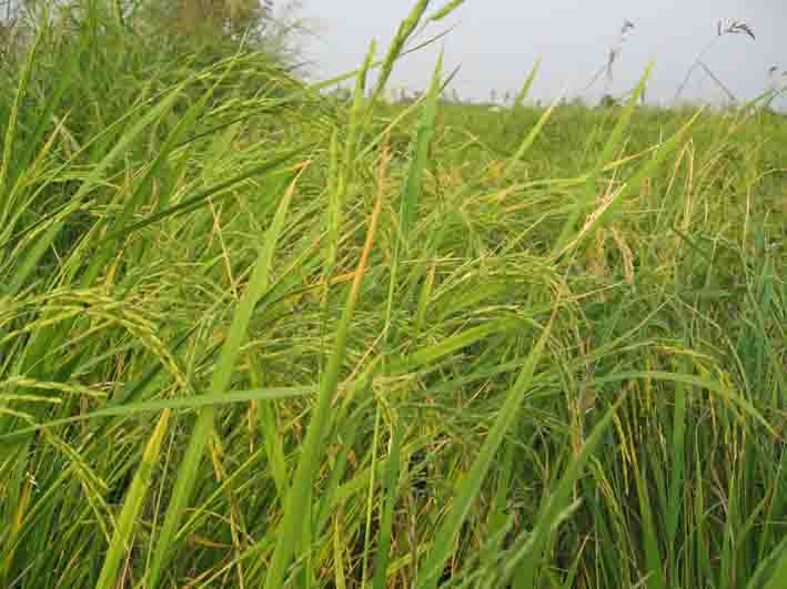 مشخصات گیاه برنج